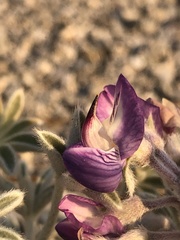 Lupinus duranii