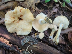 Hydnum subtilior