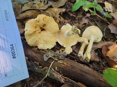 Hydnum subtilior