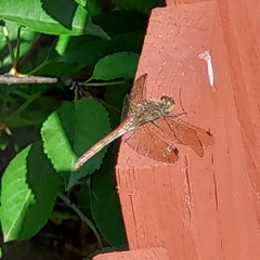 Sympetrum vulgatum
