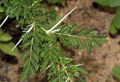 Vachellia exuvialis