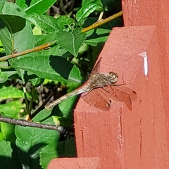 Sympetrum vulgatum