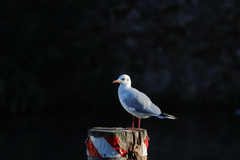 Chroicocephalus ridibundus