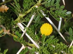 Vachellia exuvialis
