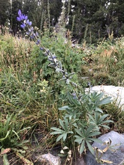 Lupinus burkei