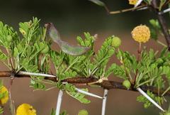 Vachellia exuvialis