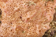 Hemimycale columella