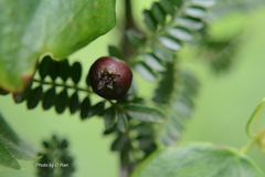 Osteomeles anthyllidifolia