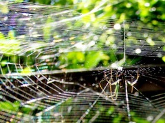 Leucauge
