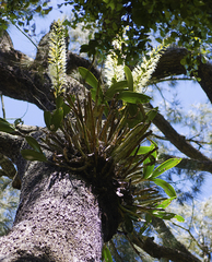 Dendrobium speciosum hillii