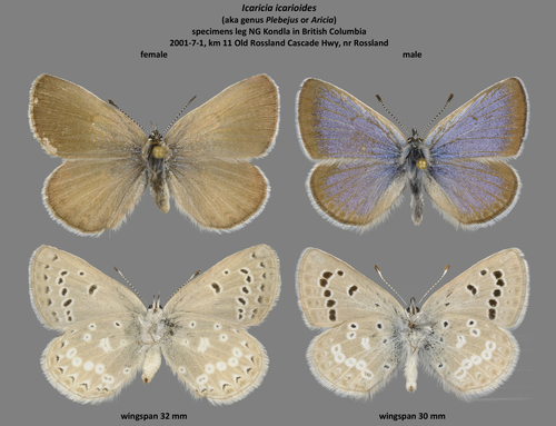 Boisduval's Blue