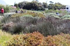 Serruria foeniculacea