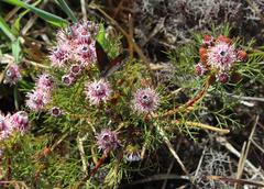 Serruria foeniculacea