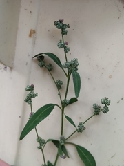 Chenopodium striatiforme