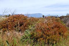 Serruria foeniculacea