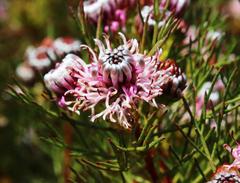 Serruria foeniculacea