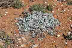 Berkheya cuneata