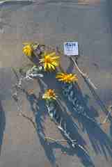 Berkheya cuneata