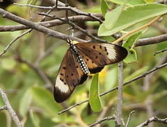 Acraea oncaea