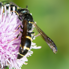 Symmorphus bifasciatus