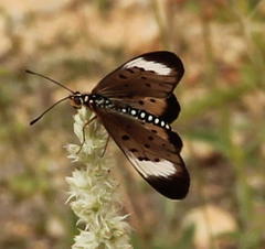 Acraea oncaea
