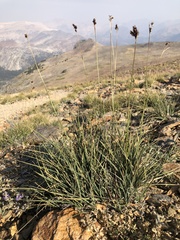 Carex tahoensis