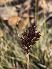 Carex tahoensis