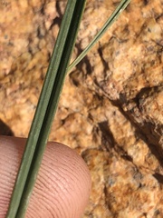Carex tahoensis