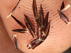 Carex tahoensis