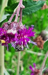 Agapostemon virescens