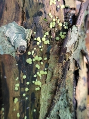 Trichoderma chlorosporum