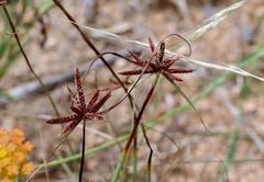 Cyperus rupestris rupestris
