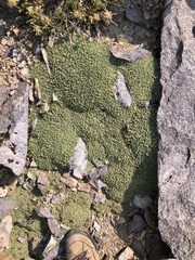 Podistera nevadensis
