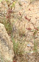 Cyperus rupestris rupestris