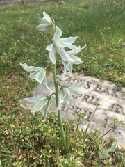 Ornithogalum nutans