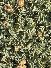 Podistera nevadensis