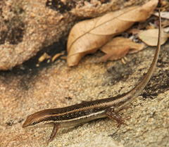 Trachylepis varia