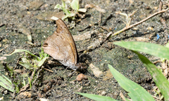 Libythea geoffroy philippina