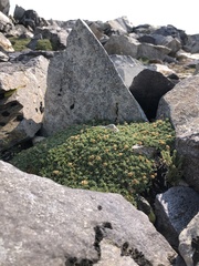Podistera nevadensis