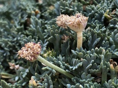 Podistera nevadensis
