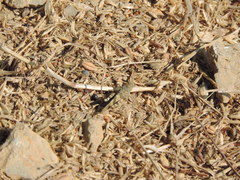 Oedipoda germanica