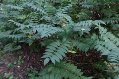 Sorbaria sorbifolia