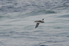 Puffinus mauretanicus