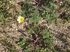 Anisocoma acaulis