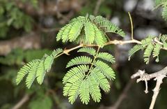 Senegalia erubescens
