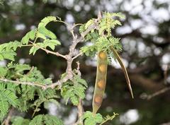 Senegalia erubescens