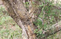 Senegalia erubescens