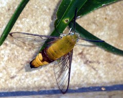 Cephonodes hylas virescens