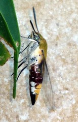 Cephonodes hylas virescens