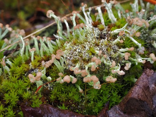 turban cup lichen